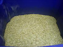 http://www.humle.se/punbb/images/upload/13_01%20Malt.JPG