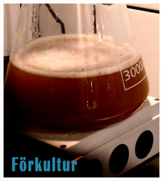 http://www.humle.se/punbb/images/upload/Forkultur_000000.jpg