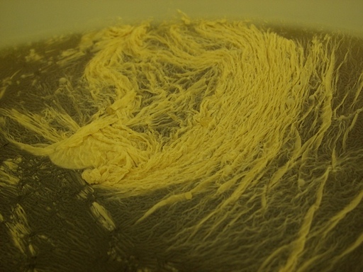 http://www.humle.se/punbb/images/upload/ImageA058B.jpg