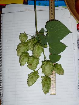 http://www.humle.se/punbb/images/upload/P1010097.JPG