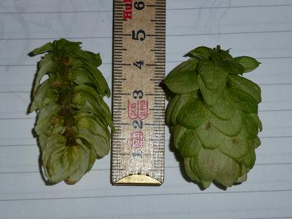 http://www.humle.se/punbb/images/upload/P1010098.JPG