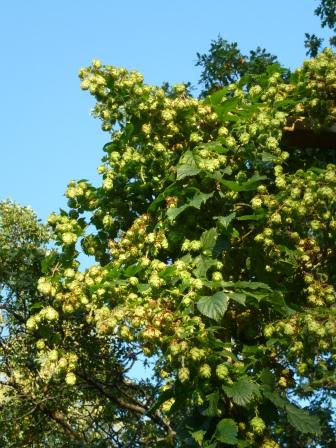 http://www.humle.se/punbb/images/upload/P1010305.JPG