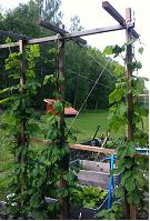 http://www.humle.se/punbb/images/upload/humle120605.JPG