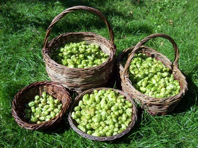 http://www.humle.se/punbb/images/upload/humlekorgar.jpeg