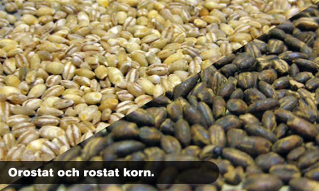 http://www.humle.se/punbb/images/upload/korn%20%28Small%29.jpg
