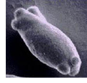 http://www.humle.se/punbb/images/upload/nov2011_yeast.jpg